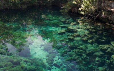 Cenotes in Riviera Maya: A Guide to Explore These Natural Wonders