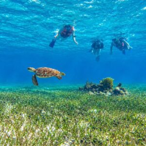 Reef Snorkeling Escape - Private Tour